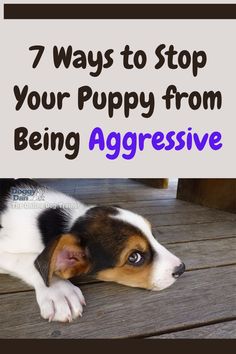 The best way to stop a puppy from being aggressive is to understand why the puppy is being aggressive to begin with, then taking positive, consistent steps to resolve it.

In this post, we'll cover:

7 Ways to Stop a Puppy from Being Aggressive

Professional Dog Trainer Explains What Causes Puppy Aggression

Dog Training Program Specifically for Aggressive Puppies

What to Do if Your Puppy's Aggression is Serious Puppy Aggression, Puppy Obedience Training, Potty Training Puppy, Puppy Training Tips, Toilet Training, Crate Training, Training Program, Potty Training, Dog Trainer