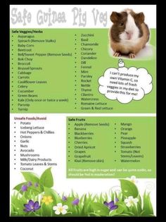 a poster with the words safe guinea pig vege on it's back side