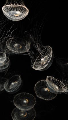 some jellyfish are floating in the water