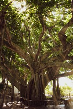 Banyan Tree With Glory Rays of Sunlight Botanical Nature Photo DIY Wall Decor Instant Download Print - Printable  - PIPAFINEART Tree Artwork, Tree Canopy, Banyan Tree, Tree Photography, Sun Light, Photography Prints Art, Tree Wall Art, Nature Photographs, Diy Prints