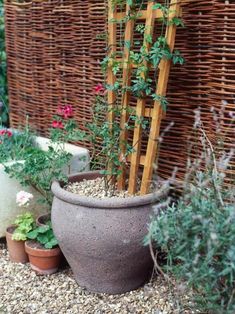 several potted plants in front of a wall with bamboo fencing behind them and flowers growing on the ground