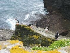 seagulls are sitting on the rocks near the water and some mossy plants