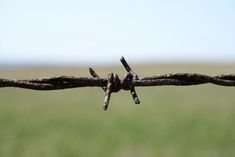 two birds are perched on the barbed wire