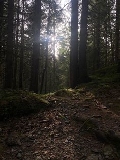 the sun is shining through the trees in the forest