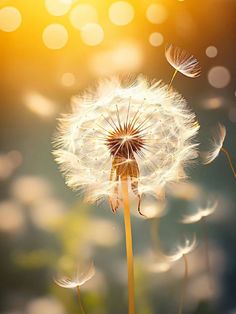 a dandelion is blowing in the wind with sunlight shining on it's back