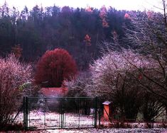 a gate in front of some trees with red leaves