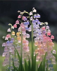 the flowers are blooming in the vase on the window sill, with water droplets all over them