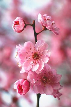 pink flowers are blooming on a tree branch