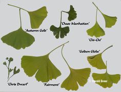 the different types of leaves are shown in this image, with their names on them