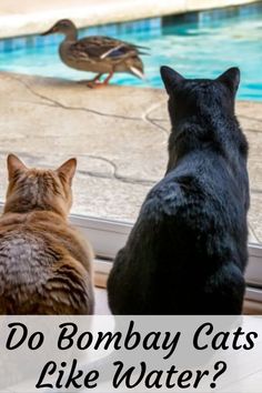 two cats looking out the window at a duck and another cat sitting in front of it