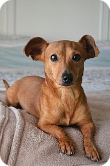 a small brown dog laying on top of a bed