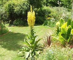 a lush green yard with lots of trees and plants in the foreground, surrounded by bushes