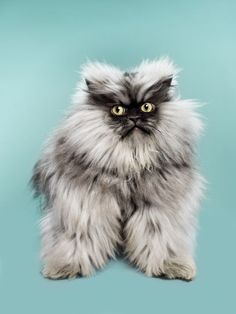 a fluffy gray cat sitting on top of a blue floor