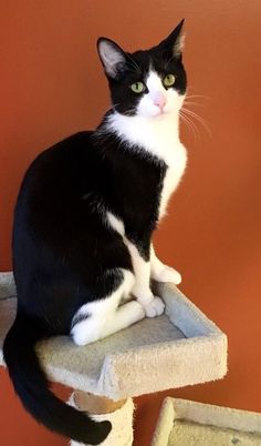 a black and white cat sitting on top of a scratching post next to a wall