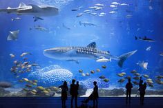 several people are standing in front of an aquarium looking at the sharks and other fish