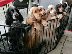 four dogs sitting in a fenced area with their paws on the gate and looking at the camera