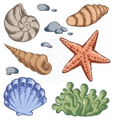 an image of seashells and starfish