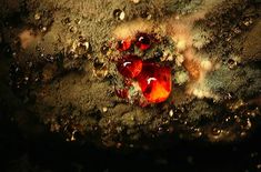 an orange piece of food sitting on top of some dirt and water droplets in the dark