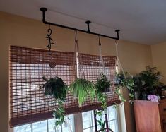 some plants are hanging from the ceiling in front of two windows with blinds on them