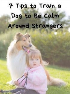 Train A Dog, Dog Biscuit, Biscuit Recipes, Be Calm, Remain Calm, Dog Meet, Dog Happy, Leash Training, Dog Training Videos