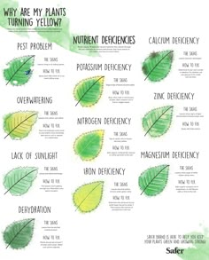 the different types of leaves that are used to describe plant life and how they help them