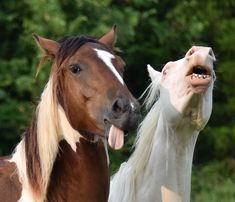 two horses standing next to each other with their mouths open