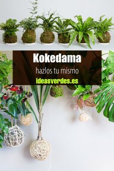 there are many different types of plants on the shelf in front of this sign that says kokedama hazlos tu mismo