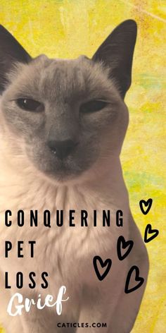 I find myself saying my cat died and I feel guiltyoftenA complete guide on how I process pet loss grief and how to get over a dead cat. Pet Condolences