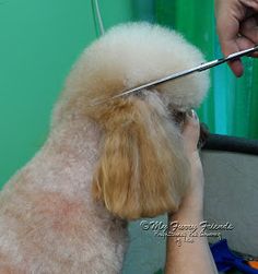 Dogs Ideas, Poodle Haircut, Puppy Photography, Dog Grooming Tips, Puppy Cut