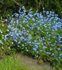 some blue flowers are growing in the grass