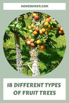 an apple tree with the words 8 different types of fruit trees in front of it