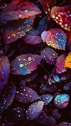 purple leaves with water droplets on them