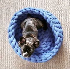 a dog laying in a blue bed on the floor