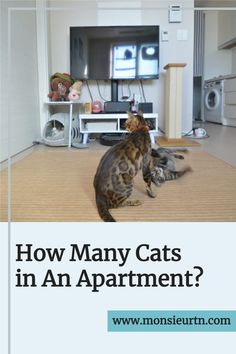 a cat sitting on the floor in front of a tv with text reading how many cats in an apartment?