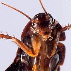 a close up view of a cockroach on a white background with water droplets