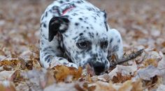 a dalmatian puppy playing with a stick in the leaves