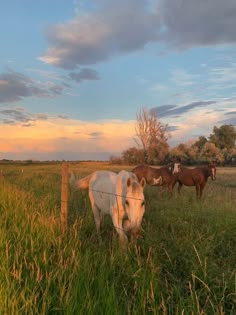 two horses are grazing in the grass near a fence and trees at sunset or dawn