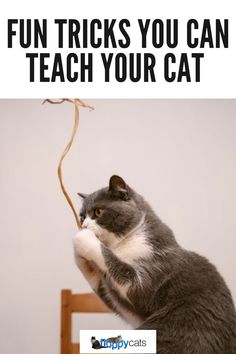 This guide covers the best tricks for cats, step-by-step training tips, and how to use positive reinforcement to get results. Tips And Tricks, How To Use