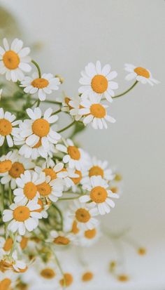 white and yellow daisies are in a vase on a table with other flowers behind them