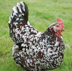 a black and white chicken standing in the grass