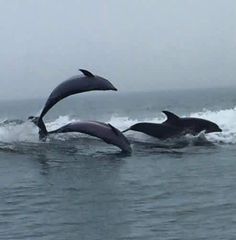 three dolphins are swimming in the ocean