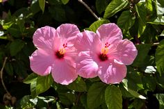 two pink flowers with green leaves in the background