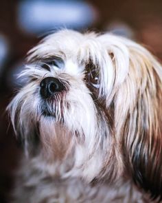 a close up of a dog looking at the camera