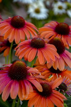 many orange and white flowers with green stems