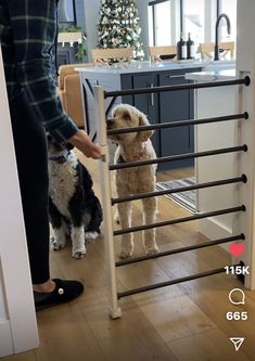 a person standing next to two dogs in front of a stair rail and christmas tree