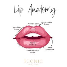 Lip Anatomy, Lips Quotes, Thick Lips, Lip Permanent Makeup, Aesthetic Nurse, Botox Lips, Nurse Injector, Aesthetic Dermatology