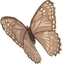 a brown butterfly with white spots on it's wings