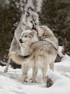 two wolfs are playing with each other in the snow, and one is rubbing its head against another's back