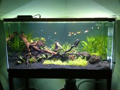 an aquarium filled with water and plants on top of a wooden table in front of a white wall