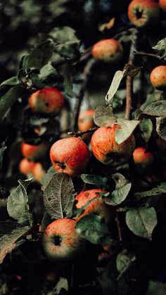 an apple tree filled with lots of ripe apples